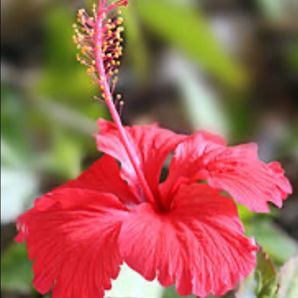 Meet your Posher, Trini - Picture 2 of 2